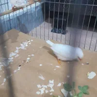 فنچ زیرا|پرنده|بوئین زهرا, |دیوار