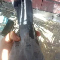 سبز ملقی|پرنده|بم, |دیوار