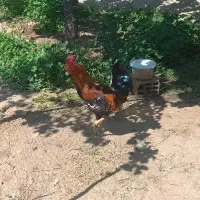 خروس