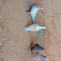 کفتر