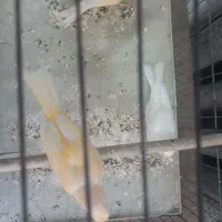 قناری ماده  جوجه امسال آماده|پرنده|ری, شهادت|دیوار