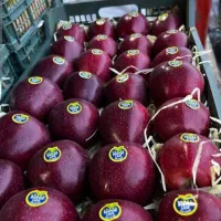 استخدام خانم در سورتینگ