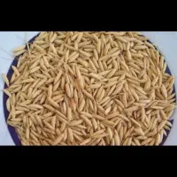 شالی ندا بذری