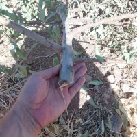 فروش خرده چوب هرس درخت بادام|خدمات باغبانی و درختکاری|چادگان, |دیوار