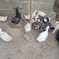 فروش اردک نروماده بالغ تخمگذار