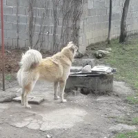 سرابی نگهبان
