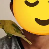 جوجه مرغ عشق