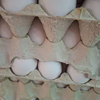 تخم مرغ نوک زده