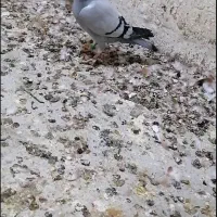 ۴عدد کبوتر پلاکی|پرنده|آبپخش, |دیوار