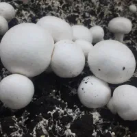 قارچ تازه