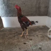 خروس و مرغ لاری