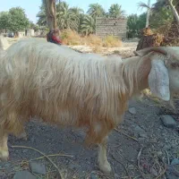 کوسفند بز کره