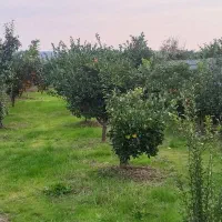 زمین چهار دیواری باغ پرتقال  ویلایی|فروش زمین و ملک کلنگی|ارطه, |دیوار