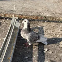 کفتر شازده هما سورور