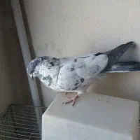 نرکله دمسبز|پرنده|نجف‌آباد, هفده شهریور|دیوار