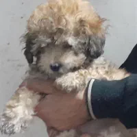 فروش سه عدد توله سگ اشپیتز وسه عدد توله ترییر