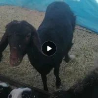 دو راس بره مادی اصیل وجنس دار|حیوانات مزرعه|سلامی, |دیوار