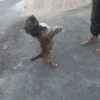 سگ بازیگوش باهوش با ادب