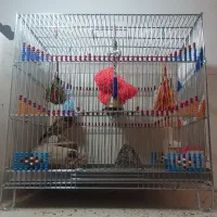 جوجه سهره خاکی( همراه قفس)|پرنده|ساوه, |دیوار