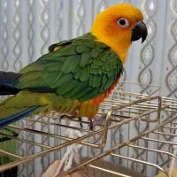 طوطی خورشیدی