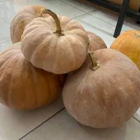 فروش کدو