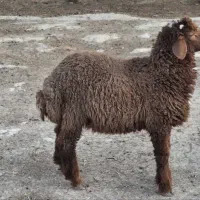 بره نر بزرگ