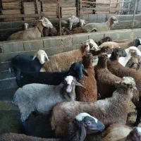 بره نیم گوشت پای پروار|حیوانات مزرعه|قائمشهر, |دیوار