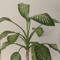 دیفن باخلیای نژاد پهن برگ