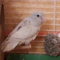 طوطی پروتلت آمریکن وایت(سفید) ماده بالغ وآماده جفت|پرنده|قائمشهر, |دیوار