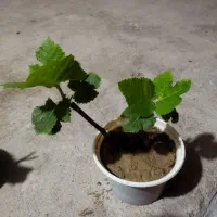انجیر اعلا خوزستان