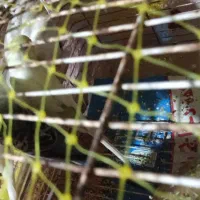 فروش ۵عدد مرغ عشق