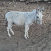 الاغ سفید رنگ سرحال