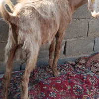 تکشاده