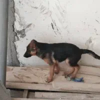 واگذاری|سگ|شیراز, نیستان|دیوار