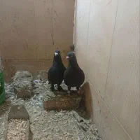 کبوتر سالم|پرنده|مینودشت, |دیوار