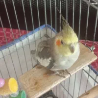 عروس هلندی رام|پرنده|اردبیل, |دیوار