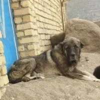 سگ سرابی