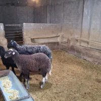 میش و بره دوقلو|حیوانات مزرعه|بروجرد, |دیوار