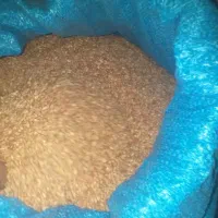 گندم ریژوا بوجاری شده