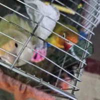 پرنده