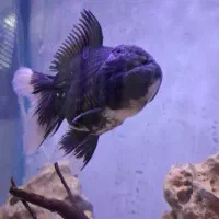 آکواریوم با کلیه لوازم