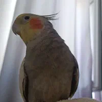 عروس هلندی گم شده|حیوانات|آستارا, |دیوار