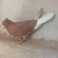 سرخ دم سفید ماده|پرنده|نرماشیر, |دیوار