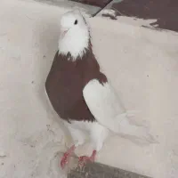 طوقی نر حلوایی|پرنده|سنقر, |دیوار