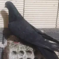 کبوتر اصفهانی  قیمت خوب