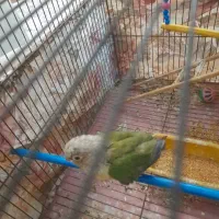 پرنده‌گرینچیک
