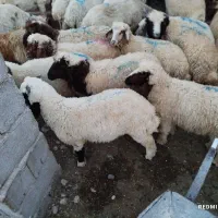 بره