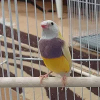 فنچ گلدین نر|پرنده|کرمان, |دیوار