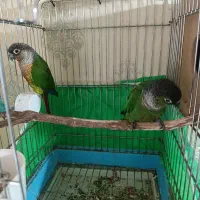 یک جفت گرینچیک|پرنده|چالدران, |دیوار