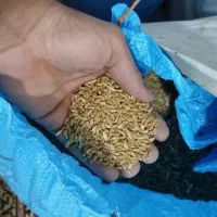 گندوم|خدمات باغبانی و درختکاری|باوی, |دیوار